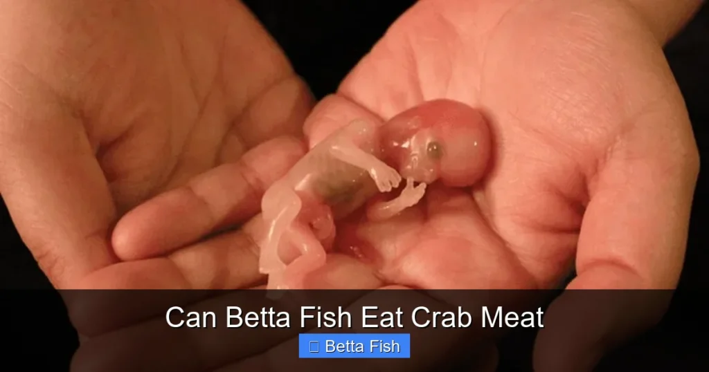 Can Betta Fish Eat Crab Meat