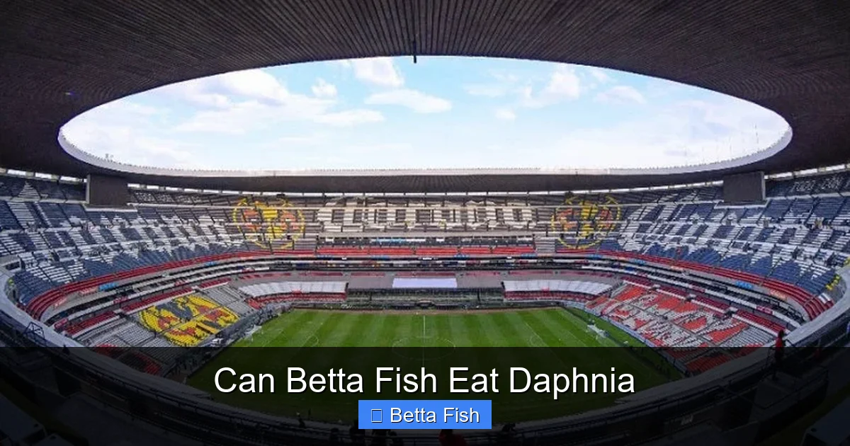 Can Betta Fish Eat Daphnia