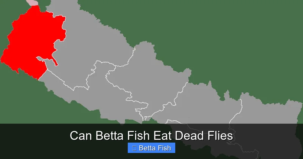Can Betta Fish Eat Dead Flies
