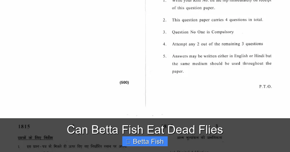 Can Betta Fish Eat Dead Flies