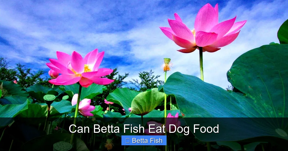 Can Betta Fish Eat Dog Food