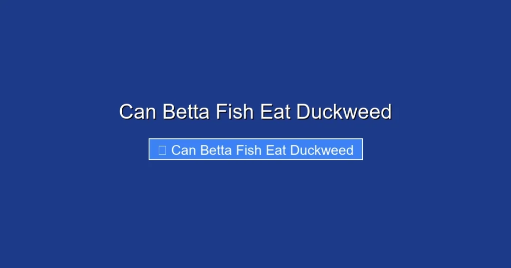 Can Betta Fish Eat Duckweed