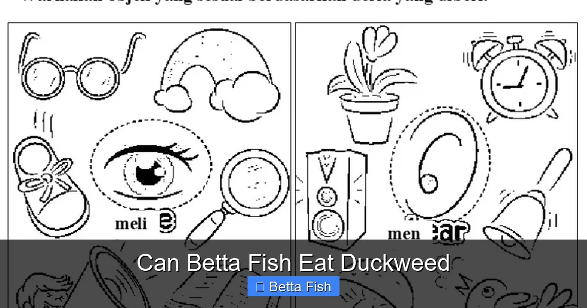 Can Betta Fish Eat Duckweed