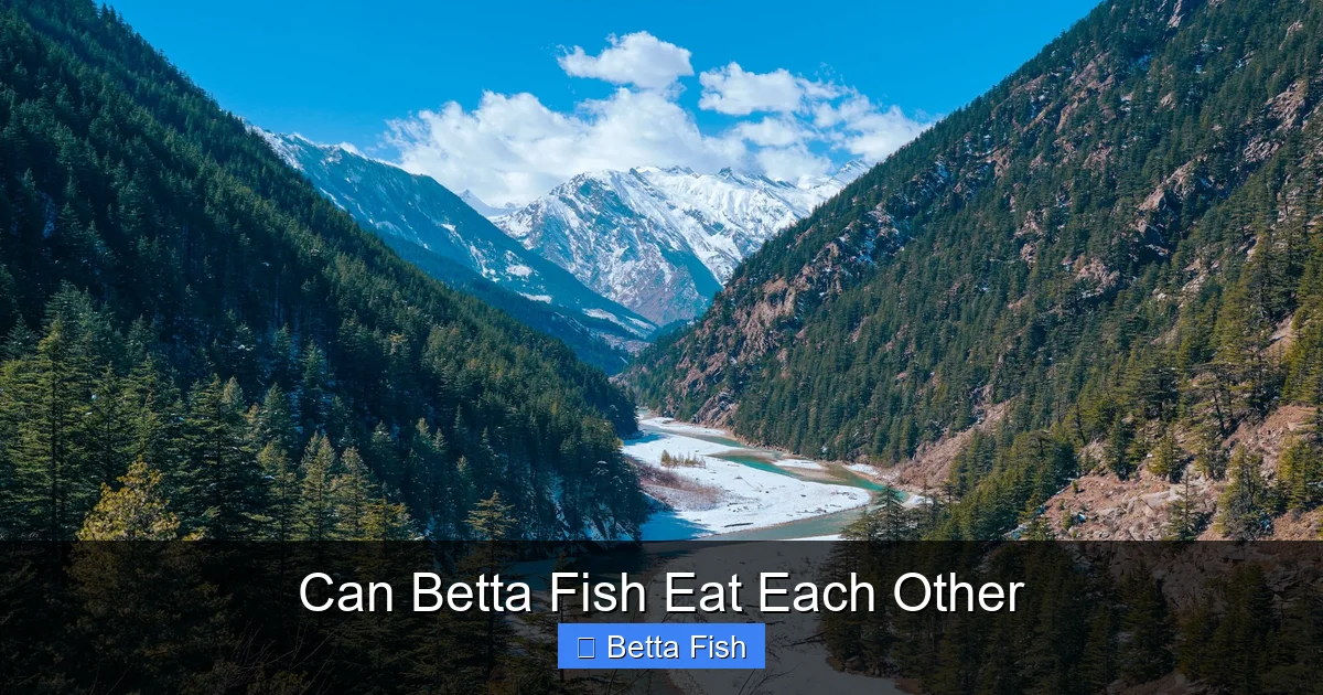 Can Betta Fish Eat Each Other