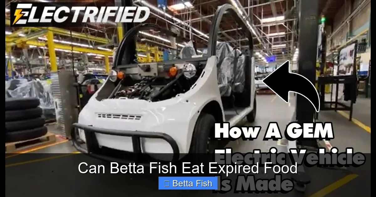 Can Betta Fish Eat Expired Food