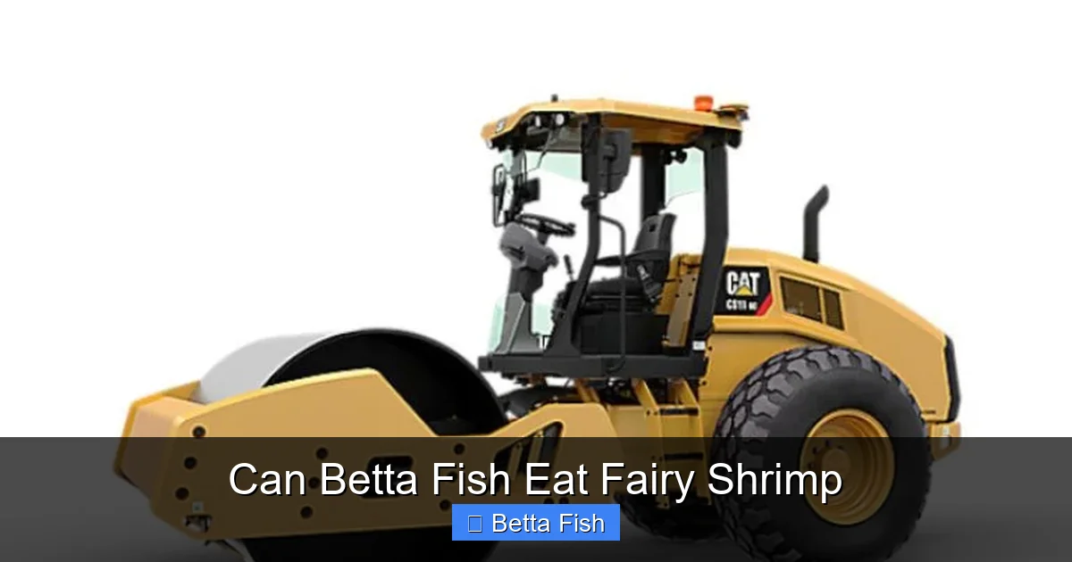 Can Betta Fish Eat Fairy Shrimp