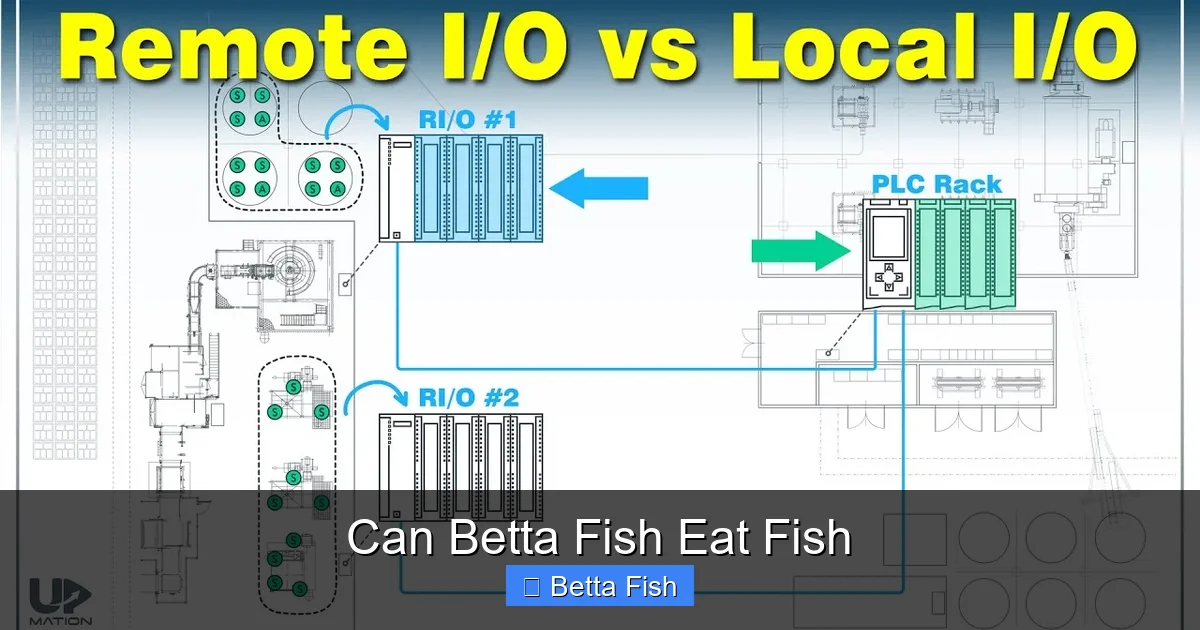 Can Betta Fish Eat Fish