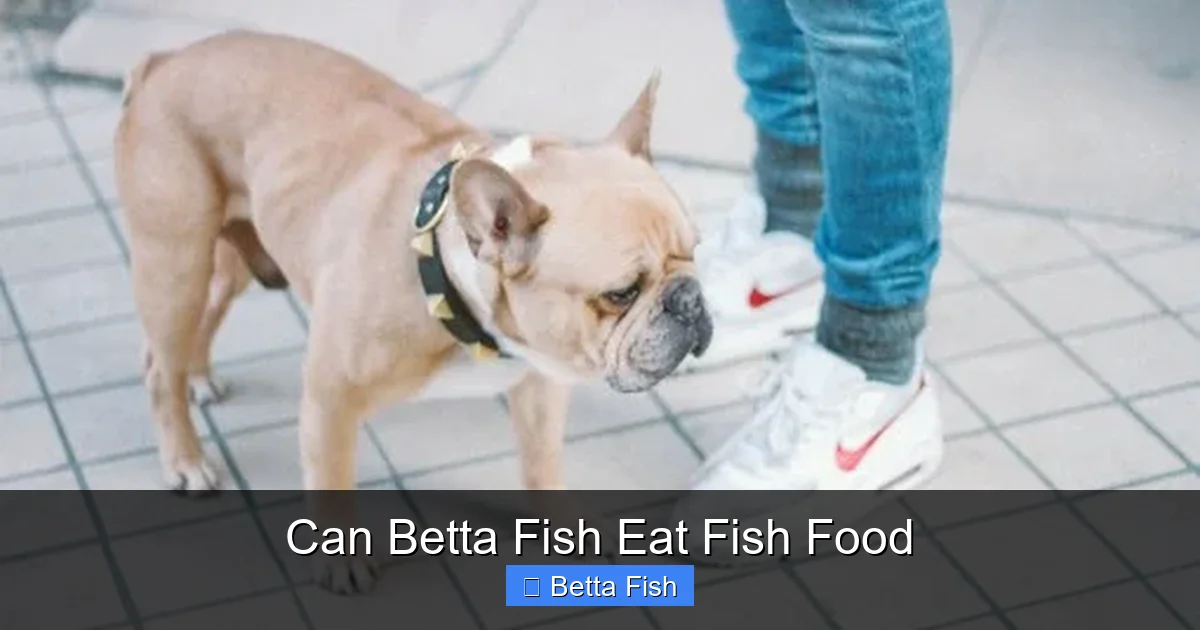 Can Betta Fish Eat Fish Food