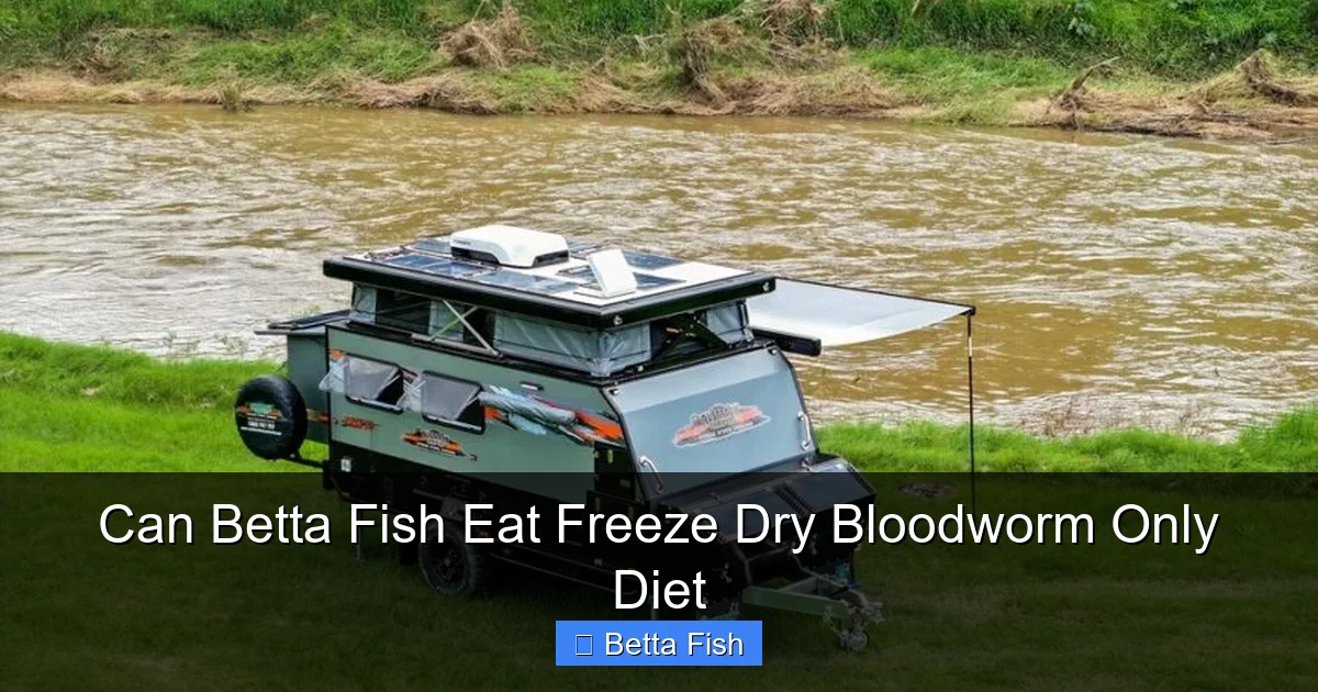 Can Betta Fish Eat Freeze Dry Bloodworm Only Diet