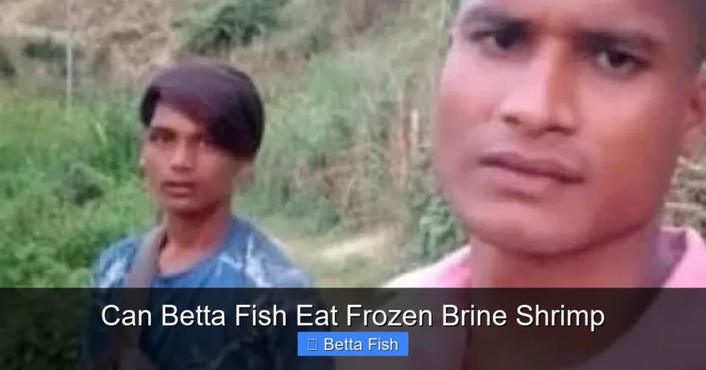 Can Betta Fish Eat Frozen Brine Shrimp
