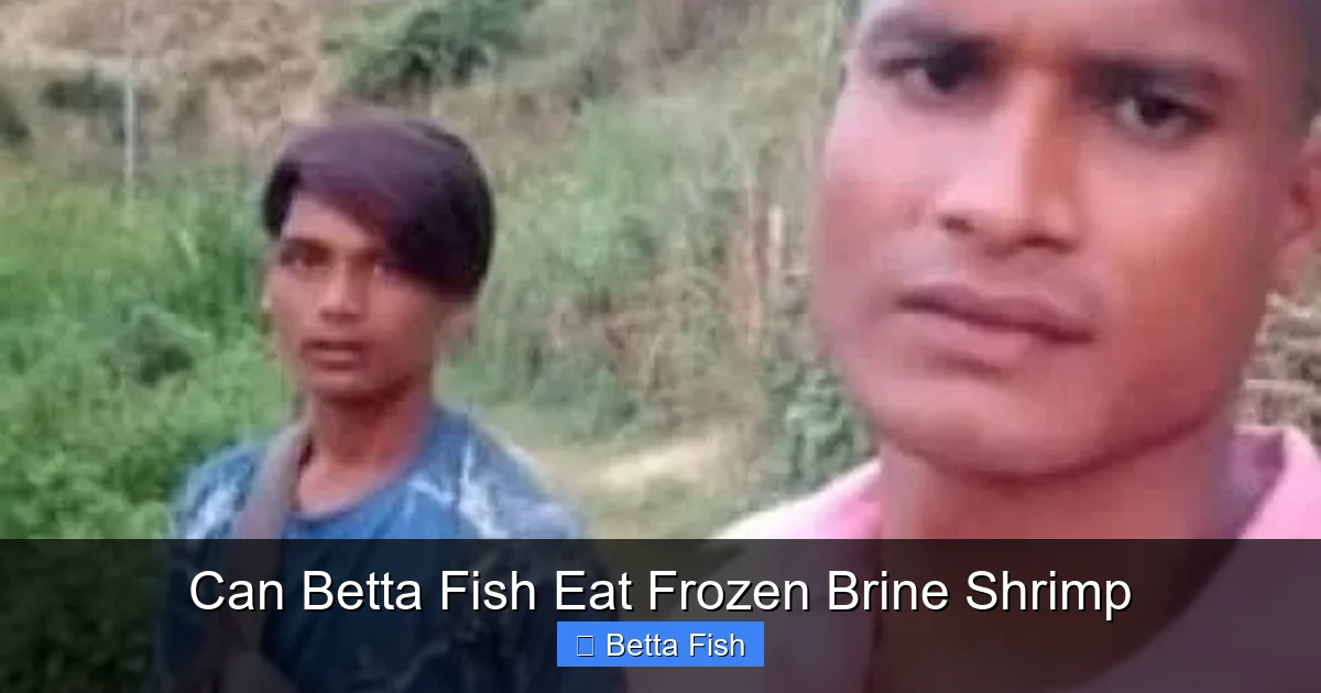 Can Betta Fish Eat Frozen Brine Shrimp