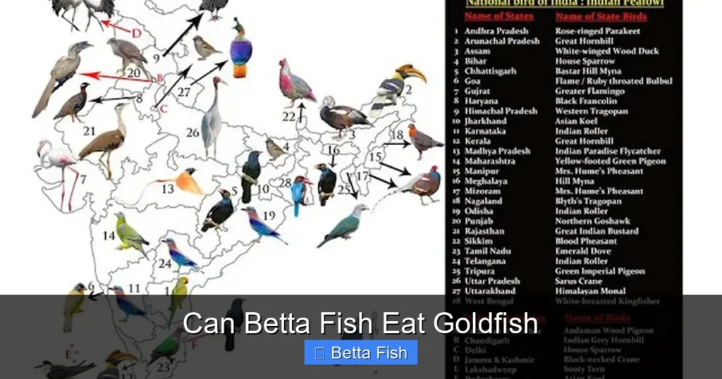 Can Betta Fish Eat Goldfish
