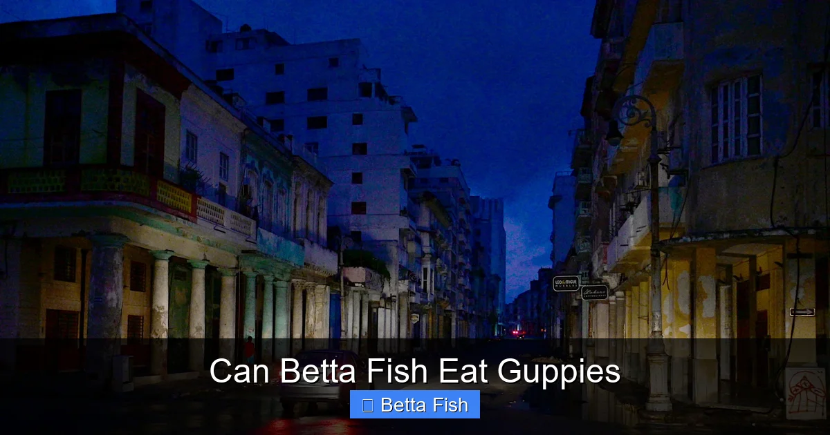 Can Betta Fish Eat Guppies