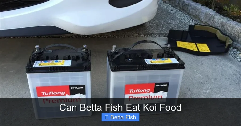 Can Betta Fish Eat Koi Food