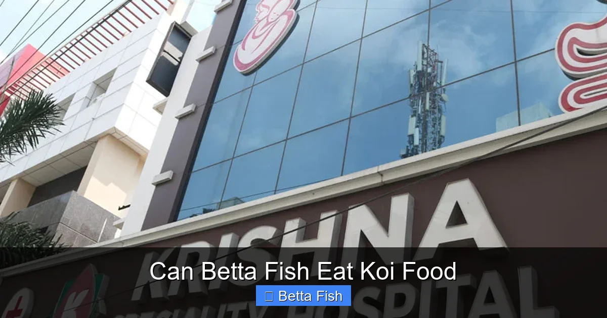 Can Betta Fish Eat Koi Food