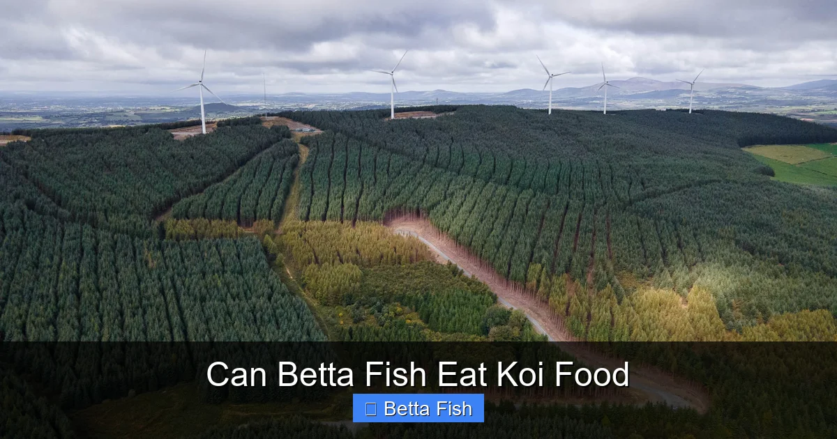 Can Betta Fish Eat Koi Food