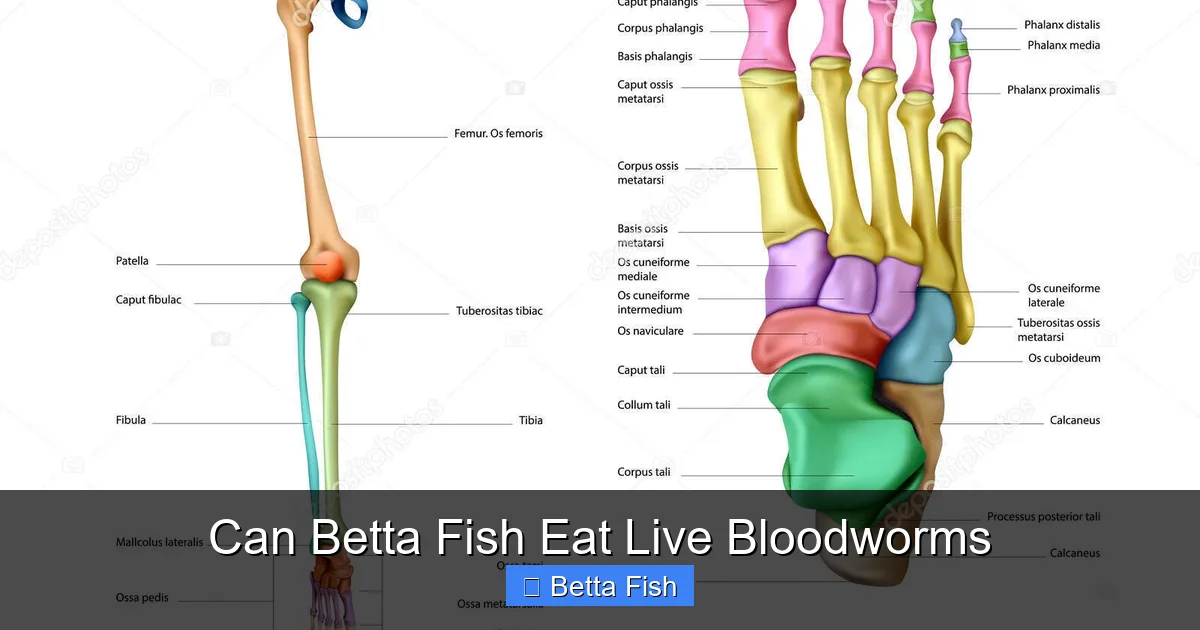 Can Betta Fish Eat Live Bloodworms