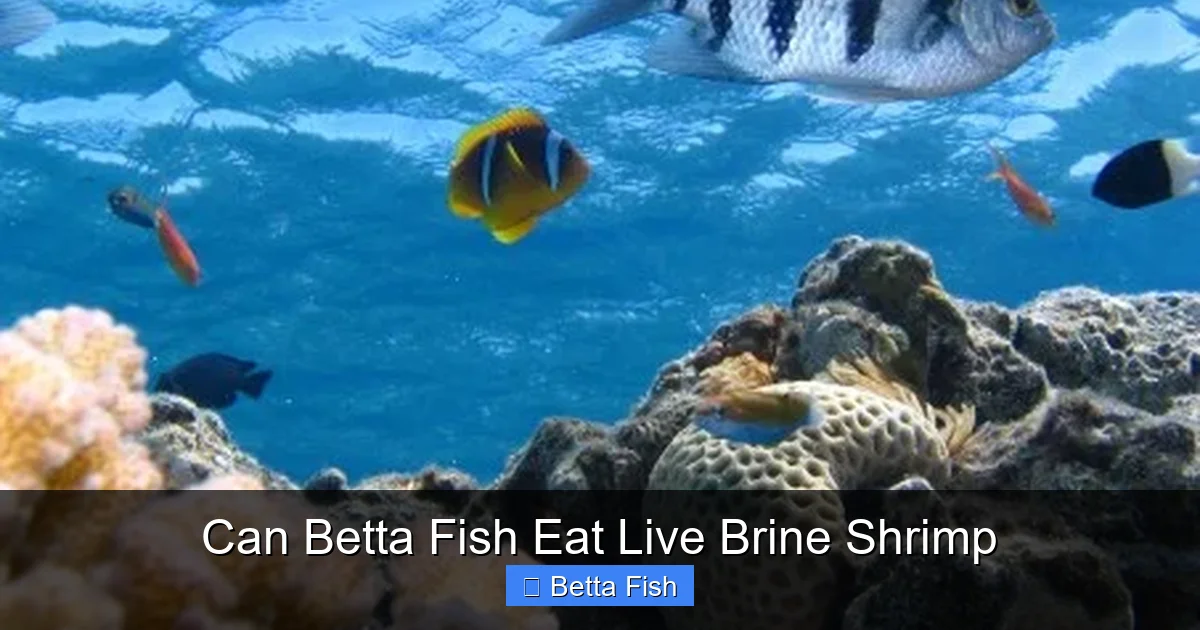 Can Betta Fish Eat Live Brine Shrimp