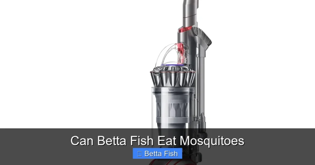 Can Betta Fish Eat Mosquitoes