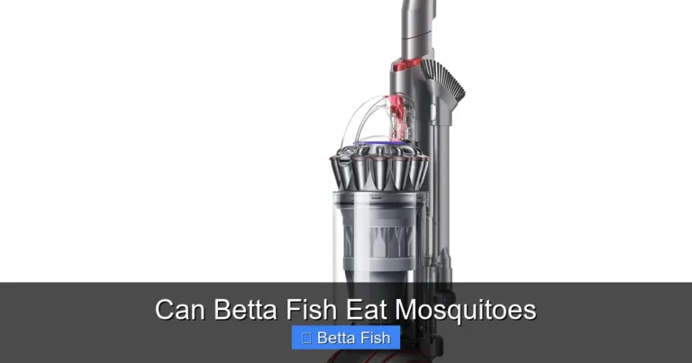 Can Betta Fish Eat Mosquitoes