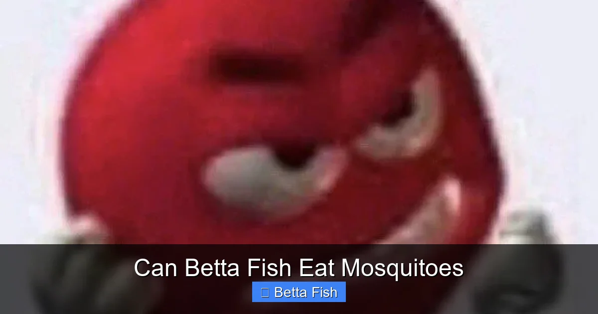 Can Betta Fish Eat Mosquitoes