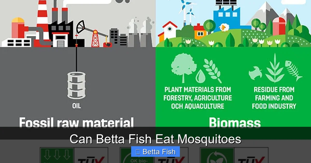 Can Betta Fish Eat Mosquitoes