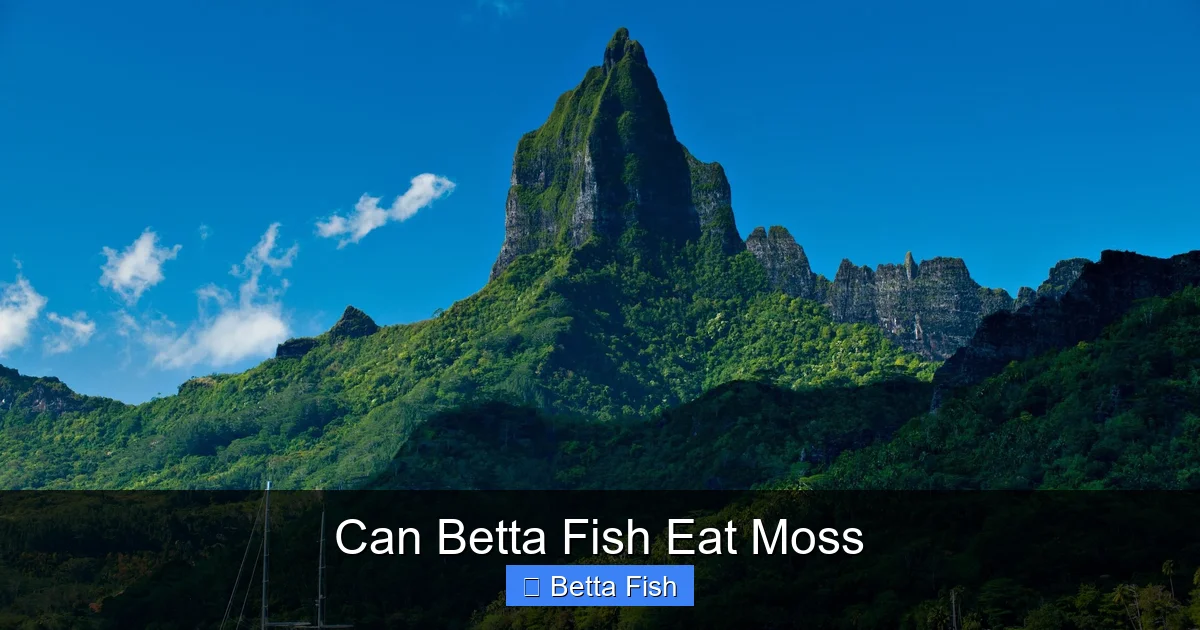 Can Betta Fish Eat Moss