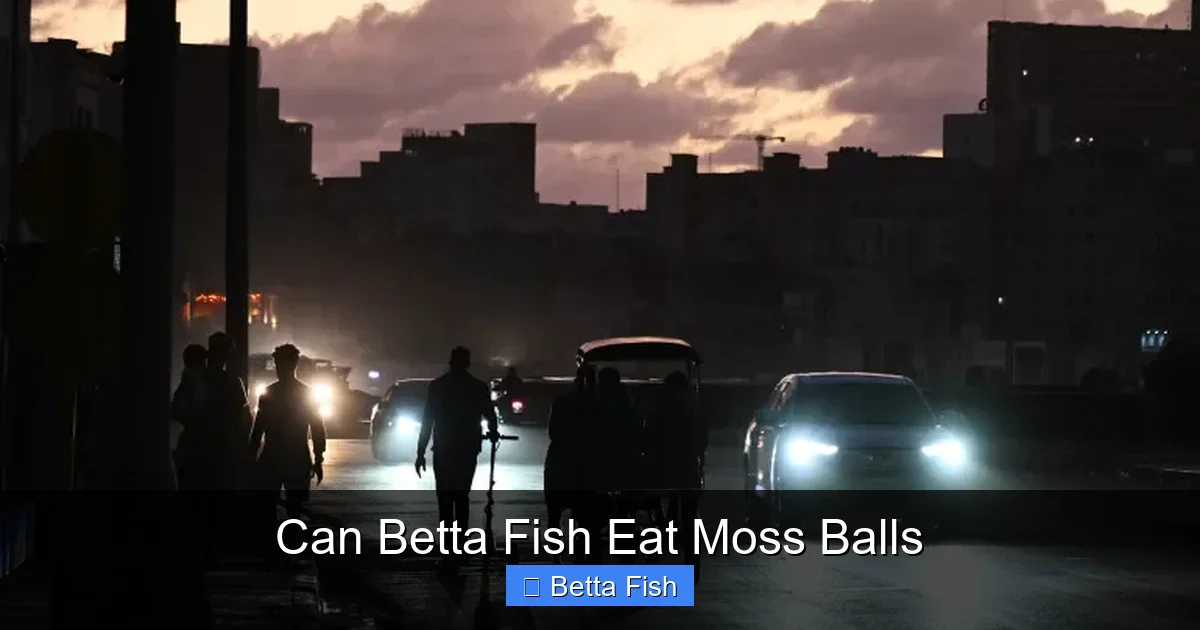 Can Betta Fish Eat Moss Balls