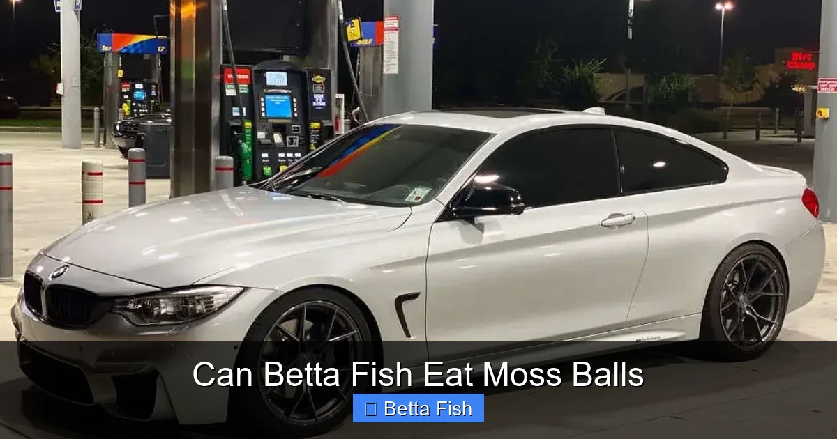 Can Betta Fish Eat Moss Balls