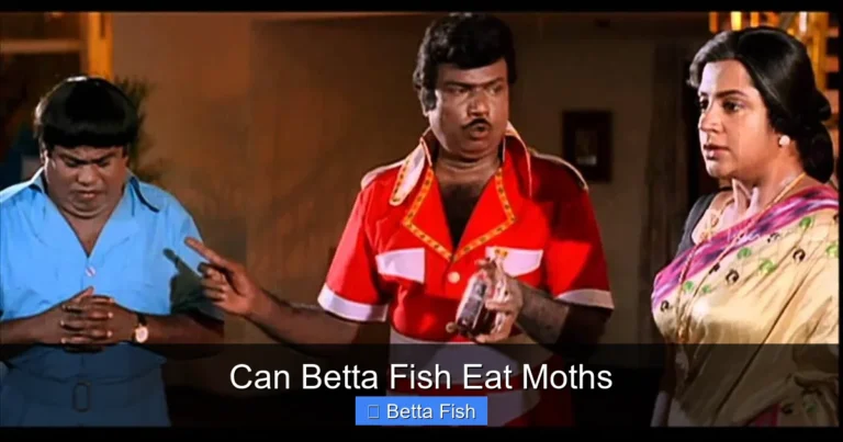 Can Betta Fish Eat Moths