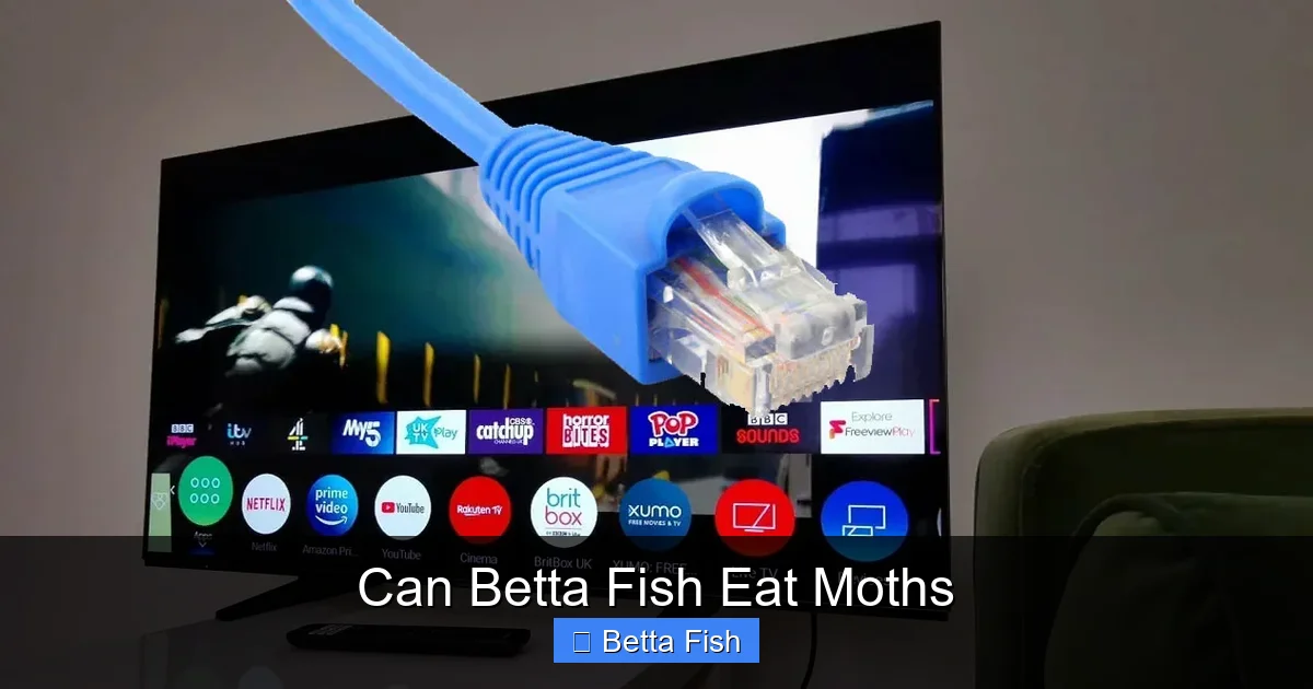 Can Betta Fish Eat Moths