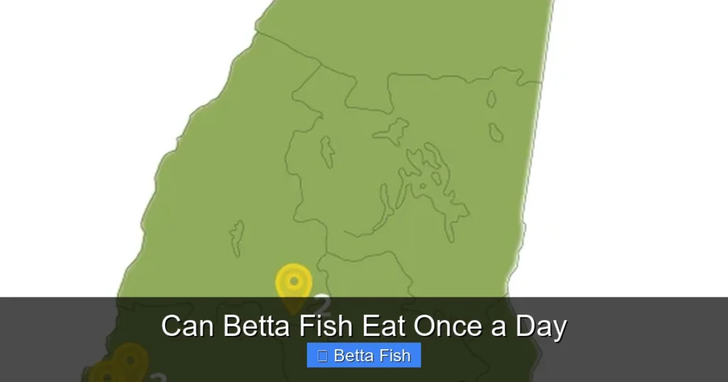 Can Betta Fish Eat Once a Day