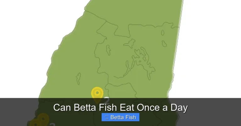 Can Betta Fish Eat Once a Day