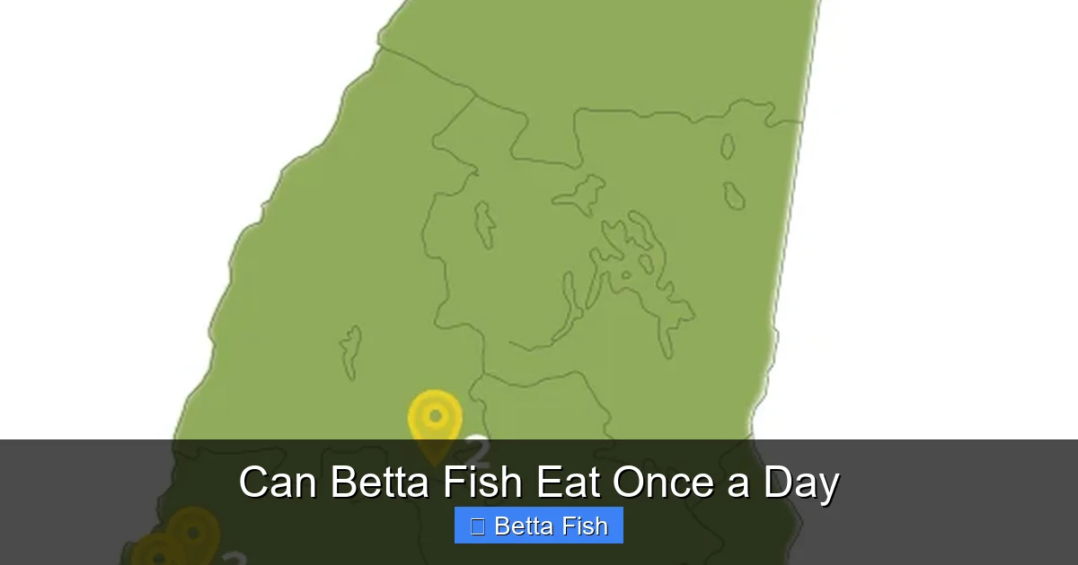 Can Betta Fish Eat Once a Day