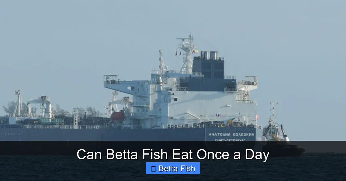 Can Betta Fish Eat Once a Day