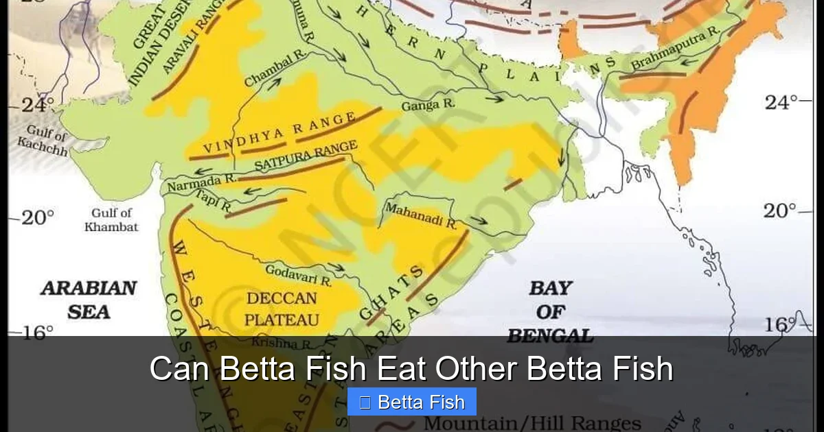 Can Betta Fish Eat Other Betta Fish