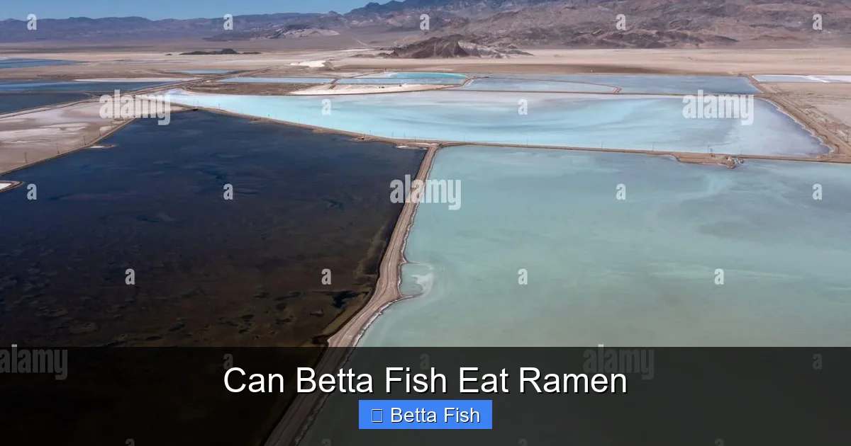 Can Betta Fish Eat Ramen