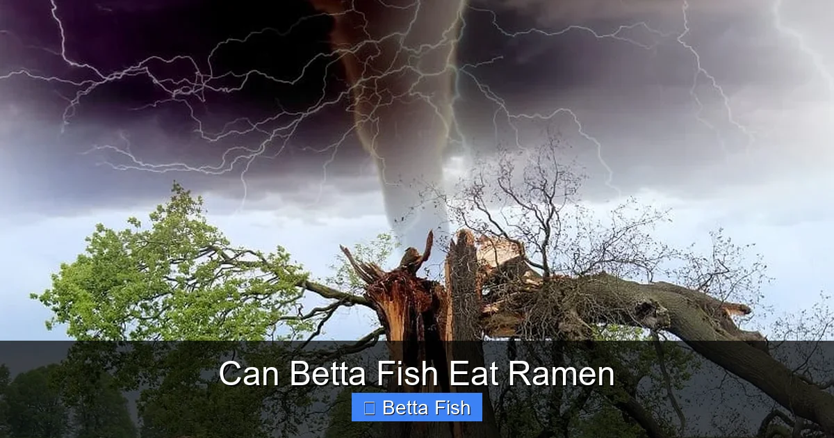 Can Betta Fish Eat Ramen