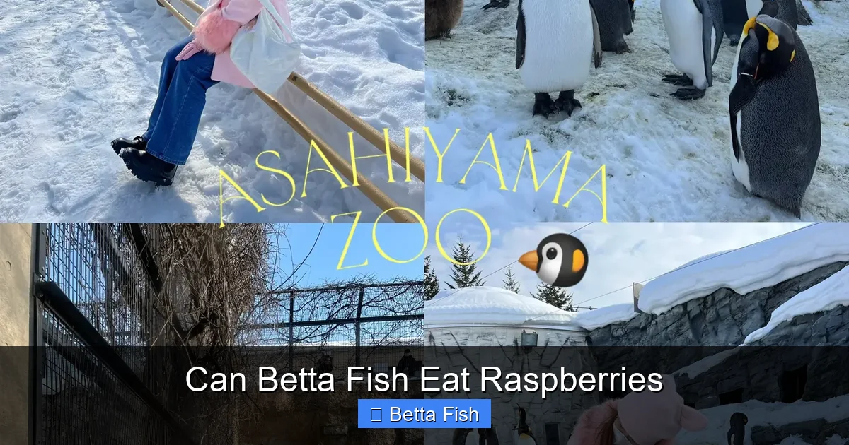 Can Betta Fish Eat Raspberries