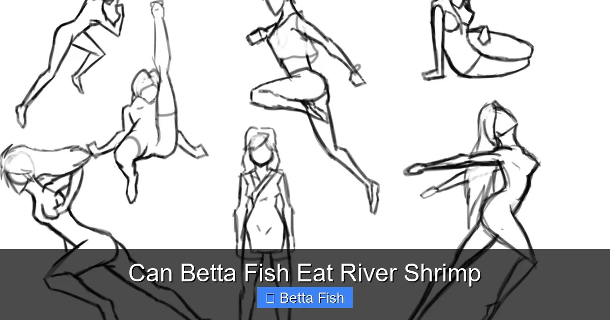 Can Betta Fish Eat River Shrimp