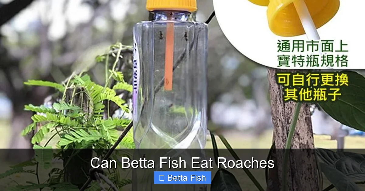 Can Betta Fish Eat Roaches