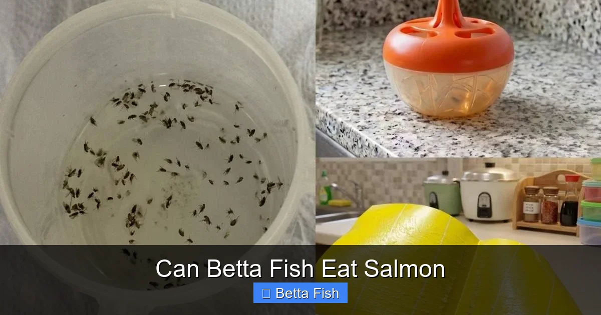 Can Betta Fish Eat Salmon