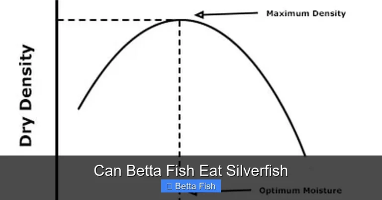 Can Betta Fish Eat Silverfish