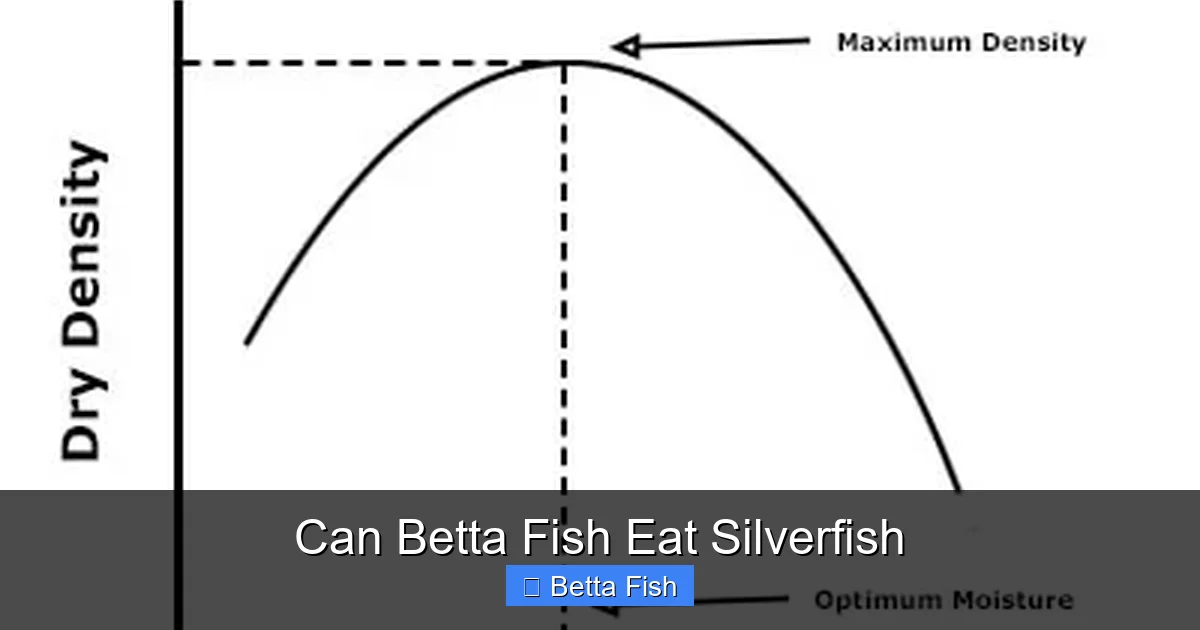 Can Betta Fish Eat Silverfish