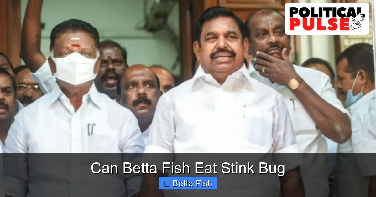 Can Betta Fish Eat Stink Bug
