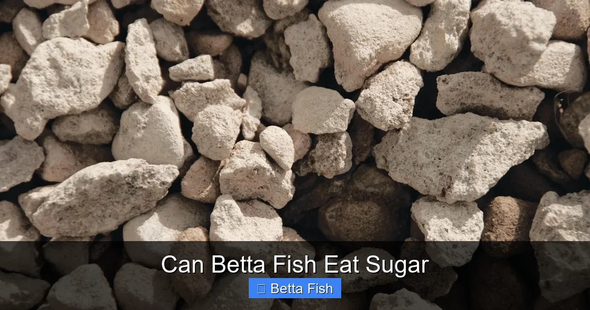Can Betta Fish Eat Sugar