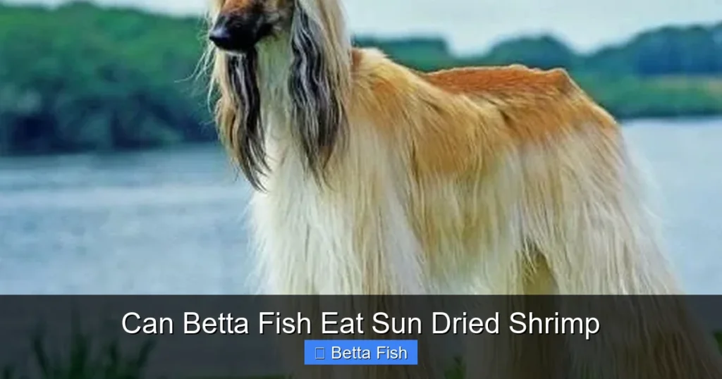Can Betta Fish Eat Sun Dried Shrimp