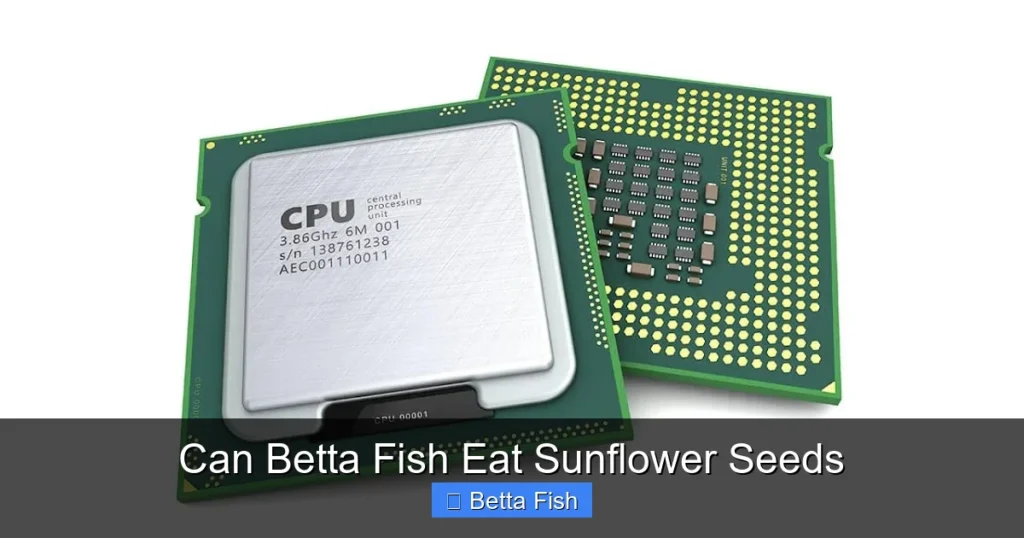 Can Betta Fish Eat Sunflower Seeds