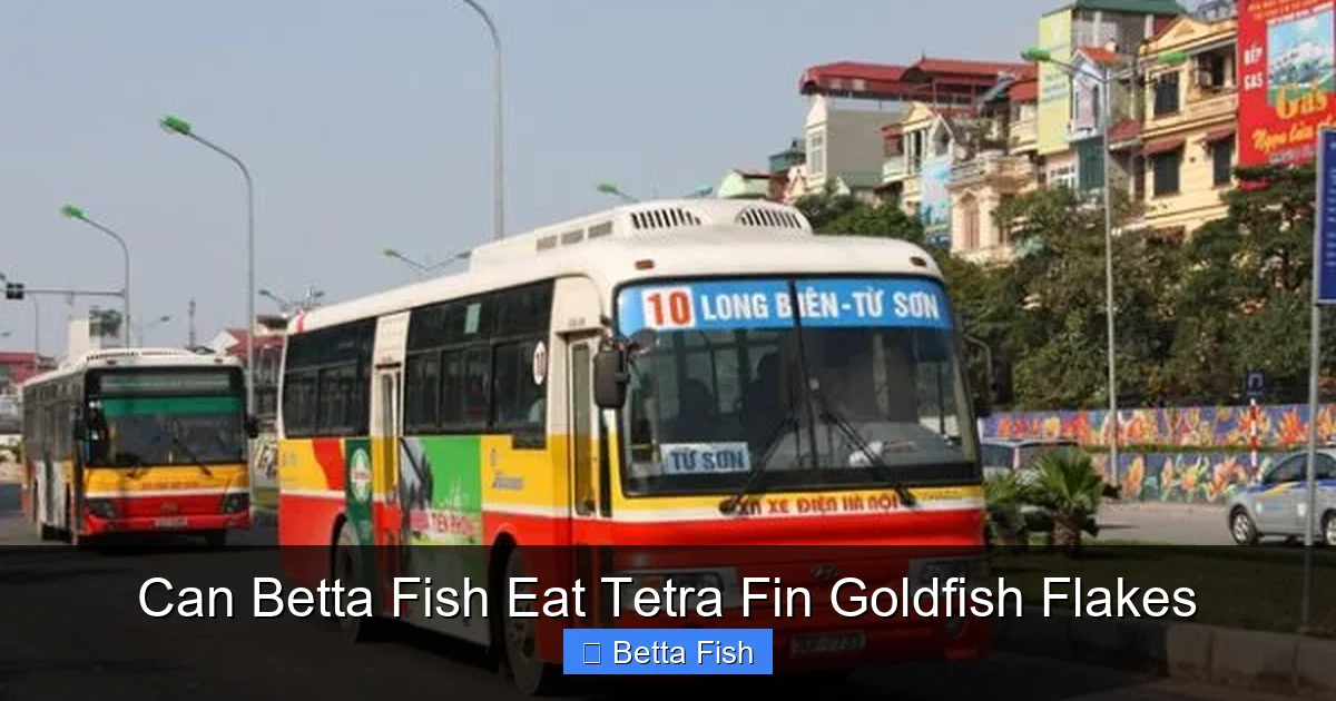 Can Betta Fish Eat Tetra Fin Goldfish Flakes