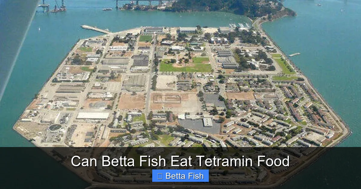 Can Betta Fish Eat Tetramin Food
